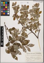 Foto von Salix aurita L. x Salix caprea L.